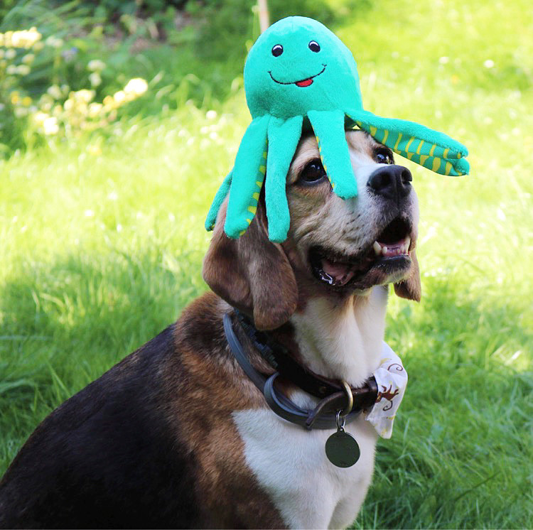 Sustainapaws