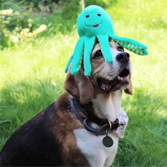 Sustainapaws