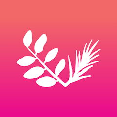 Acacia & Pine