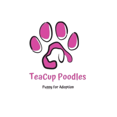 white teacup toy poodle