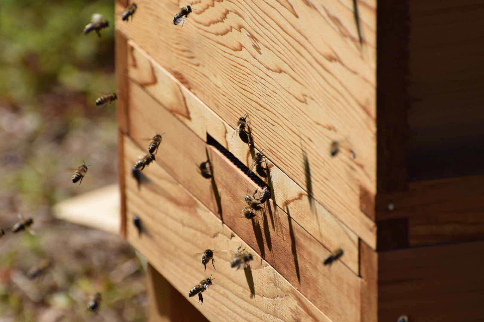 Pure Yorkshire Honey