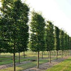 Danesmoor Group Ltd